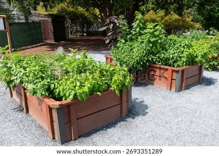 Organic vegetable planter boxes with basil and peppers in sunlight