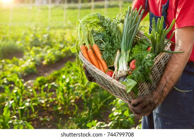 655,812 Vegetable Cultivation Images, Stock Photos & Vectors | Shutterstock