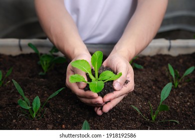 Organic Vegetables. Farmer Hands With Young Bok Choy With Soil In A Greenhouse.