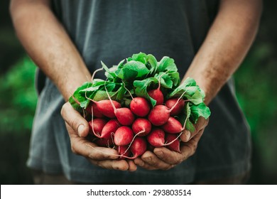 Organic vegetables. Farmers hands with freshly harvested vegetables. Horse radish