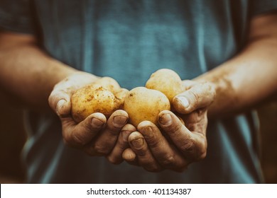 Organic vegetables. Farmers hands with freshly harvested vegetables. Fresh bio potatoes - Powered by Shutterstock