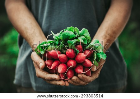 Organic vegetables. Farmers hands with freshly harvested vegetables. Horse radish