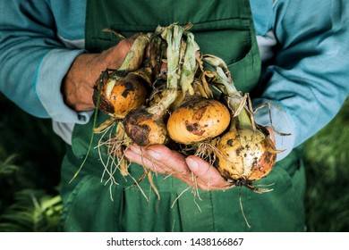 Organic vegetables. Fresh organic onions in the hands of farmers. - Powered by Shutterstock