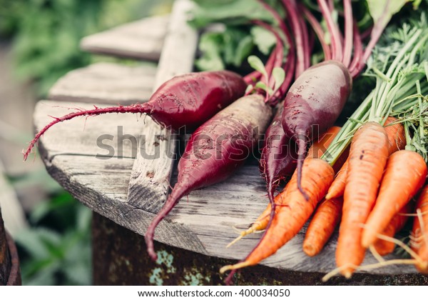 Organic\
vegetables. Freshly Picked Beetroot and Carrots.\
