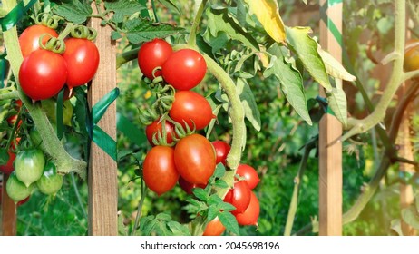 Organic vegetables in the garden close-up. Growing tomatoes on wooden stakes. Tall tomatoes tying up. Tomatoes with a sharp nose on a branch. Red tomatoes on a branch grow in raised beds. - Shutterstock ID 2045698196