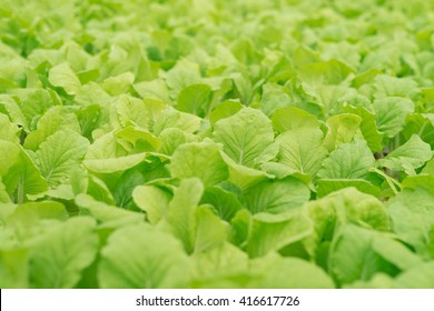 Organic Vegetables Of Greenhouse Interior