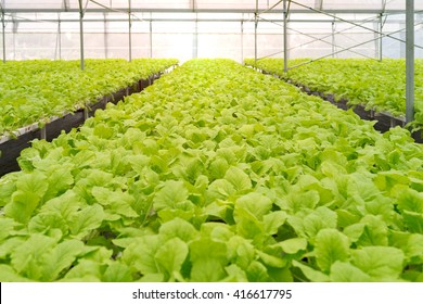 Organic Vegetables Of Greenhouse Interior