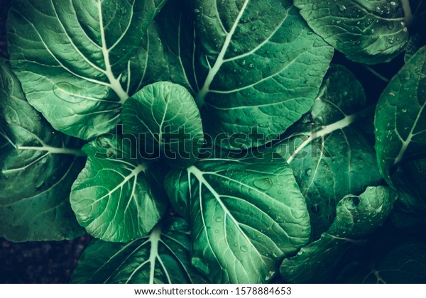 Organic Vegetables, \
Vegetables leaves green dark and drop of water. beautiful dark\
green leaves.