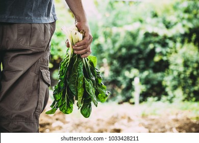 Organic Vegetables. Mangold In Farmers Hands