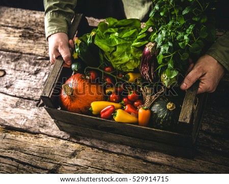 Organic vegetables on wood. Farmer holding harvested vegetables. Rustic setting