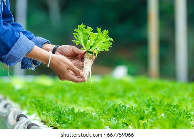 Organic Vegetables In Plant,Hydroponic Vegetables Growing In Greenhouse.