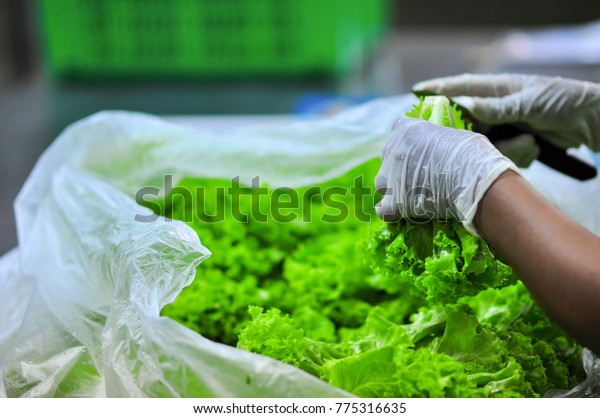 Organic Vegetables Process Cleaning Decorating Before Stock Photo