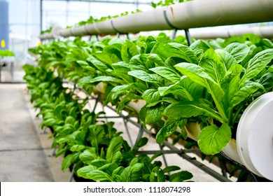 organic vertical farming