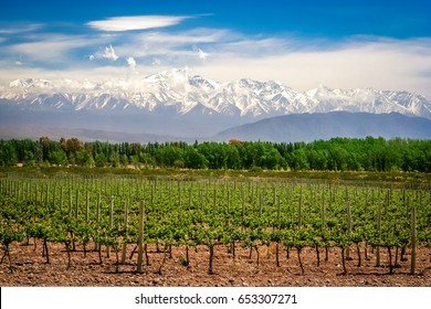 Organic vineyards near Mendoza in Argentina with Andes in the background - Shutterstock ID 653307271