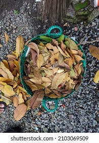 Organic Waste from Dry Leaves that Fall from Trees in the Wastebasket
