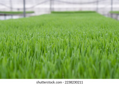 Organic wheat grass is a superfood, rich in proteins, minerals, vitamins, dietary fiber and more - Shutterstock ID 2238230211