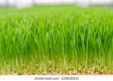 Organic wheat grass is a superfood, rich in proteins, minerals, vitamins, dietary fiber and more - Shutterstock ID 2238230215
