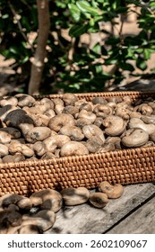Semillas de anacardo entero orgánico en la granja de Tailandia