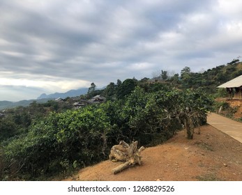 Organic Wild Collection Cinnamon, Tea, Ginger On Mountain. North Vietnam