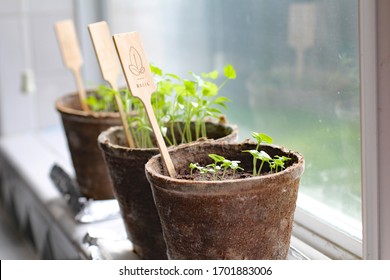 Organic Window Sill Herb Garden