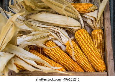 Organic Yellow corn .             