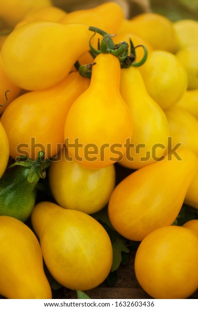 Organic yellow  pear tomato. Tomato\
called yellow drop. Natural organic healthy food\
tomato.