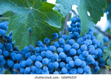 Organic Zinfandel Grapes Still On The Vine.