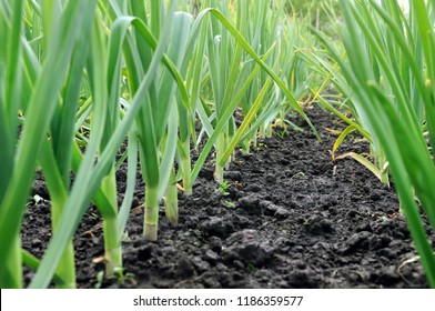 organically cultivated garlic plantation in the vegetable garden