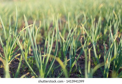 Organically Cultivated Garlic Plantation In The Vegetable Garden