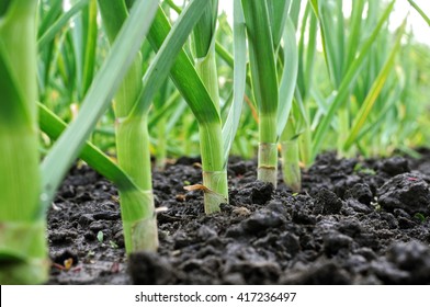 Organically Cultivated Garlic Plantation In The Vegetable Garden     
