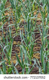 Organically Cultivated Garlic Plantation In The Vegetable Garden