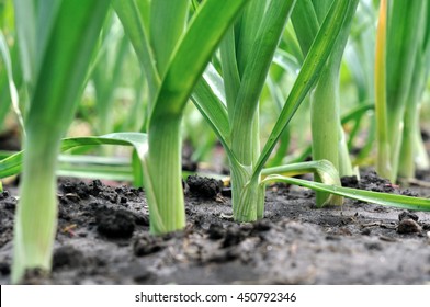 organically cultivated leek plantation in the vegetable garden 