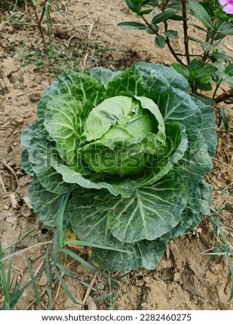 Organically grown cabbage in full view. A perfect addition to any project that needs #OrganicFreshness and #NatureInspiration. #FoodPhotography #GardenToTable