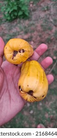 Organically Grown Cashew Nut Tree