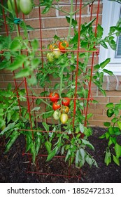 Organically homegrown plum tomatoes growing on the vine in a summer kitchen garden in a tomato cage for support