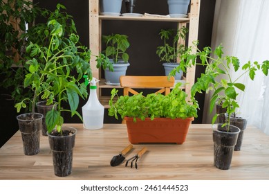 Organized indoor gardening setup featuring a variety of potted herbs like basil and tomatoes on a wooden table, equipped with gardening tools and a spray bottle. - Powered by Shutterstock