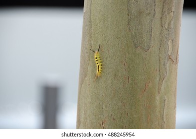 Orgyia Leucostigma, White Marked Tussock Moth Caterpillar On Tree