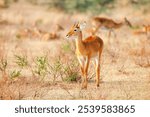 Oribi antelope (Ourebia ourebi) in the Murchison Falls National Park, Uganda