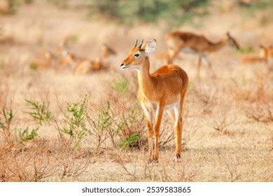 Oribi antelope (Ourebia ourebi) in the Murchison Falls National Park, Uganda - Powered by Shutterstock