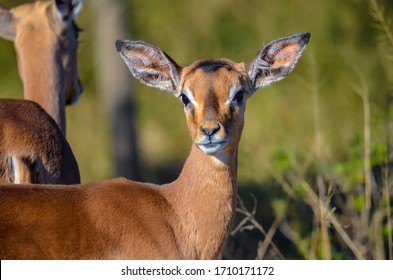 Oribi Antelope Potrait In The Wild 