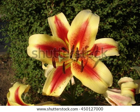 Orienpet hybrids lily 'Montego Bay' yellow-pink with red-wine smear flower.