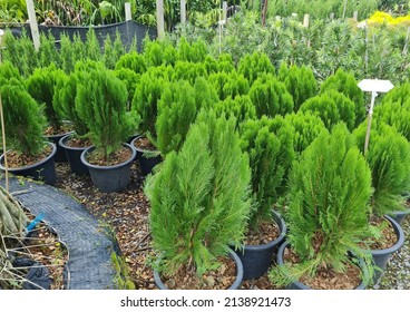 Oriental Arbor Vitae Beautiful Pine