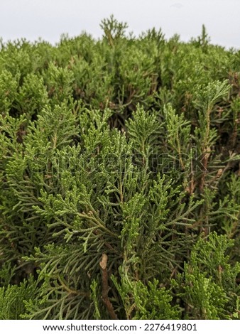 Oriental Arbor-vitae, Fresh Plant, Decorative Plant, Fresh and Pure Tree, Green Background, Natural View, Evergreen, Closeup.