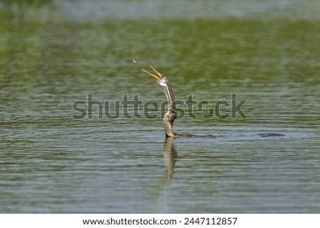 The Oriental darter catch the fish on string