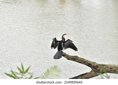 An Oriental Darter Displaying Its Wing Span