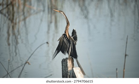 Oriental Darter displaying its wings while perched on a concrete post in the wetlands of Khijadiya Bird Sanctuary, Gujarat, India. Also known as Snake Bird due to its long slender neck.
