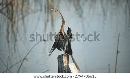 Oriental Darter displaying its wings while perched on a concrete post in the wetlands of Khijadiya Bird Sanctuary, Gujarat, India. Also known as Snake Bird due to its long slender neck.
