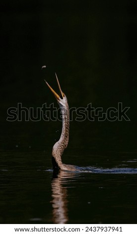 Oriental Darter with its kill in the air