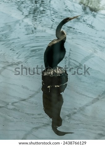 
The Oriental darter, a skilled fisher with its slender neck and sharp bill, silently hunts in Asian wetlands. Its stealth and precision reflect nature's mastery.