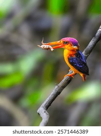 Oriental Enano Kingfisher con